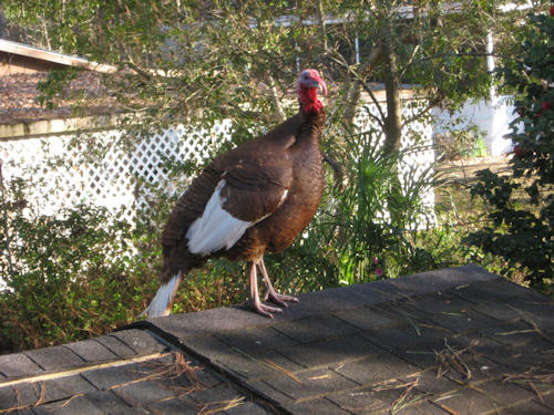 Lake Seminole Turkey